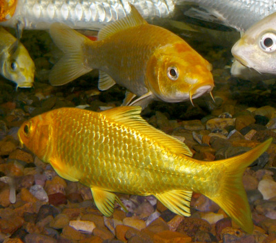 Карп КОИ Золотой, M